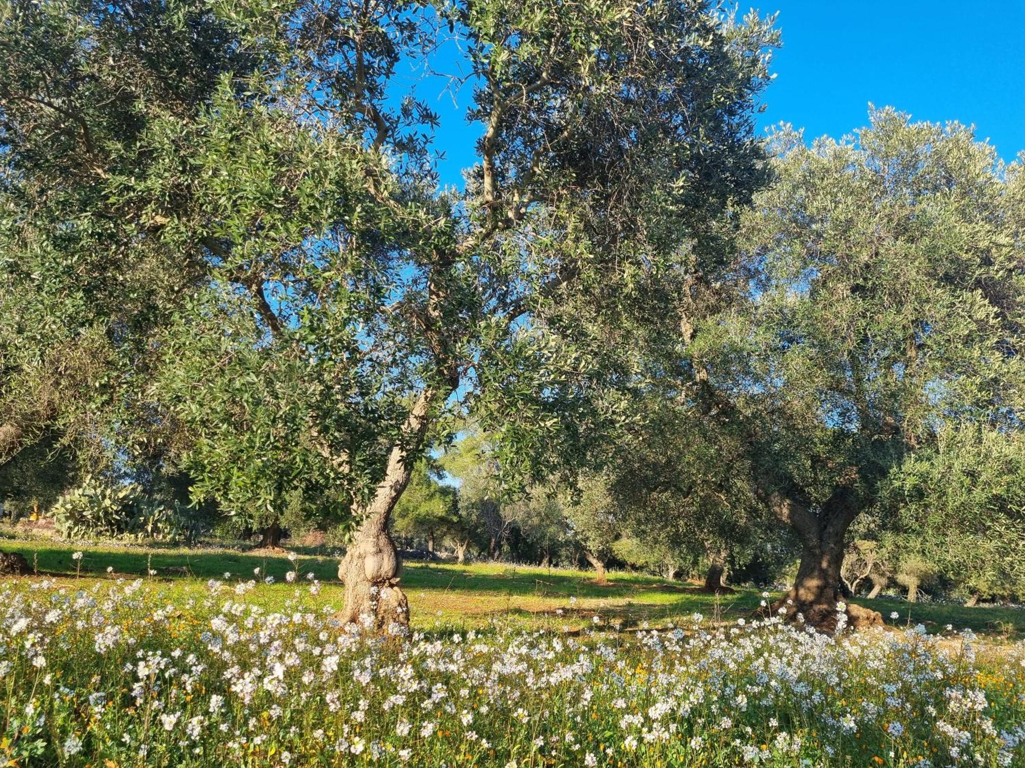 Trulli Di Spinaruta Bed & Breakfast Grottaglie Dış mekan fotoğraf